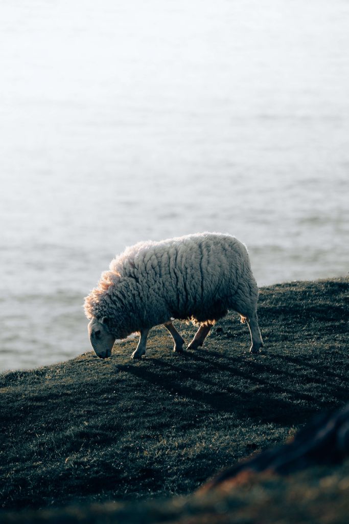 Grazing sheep