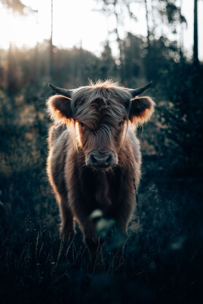 Young Scottish Highlander