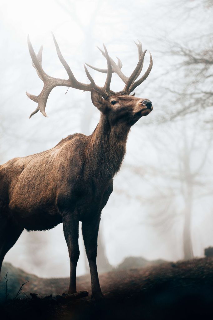 Reindeer in the fog