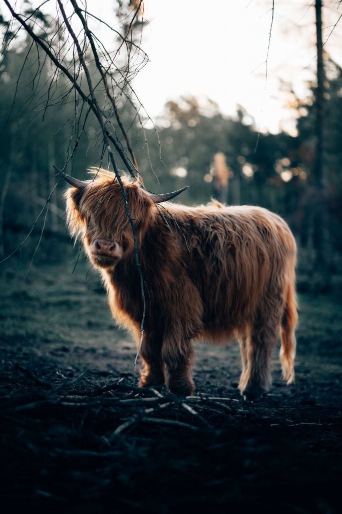 Scottish Highlander on the edge of the woods