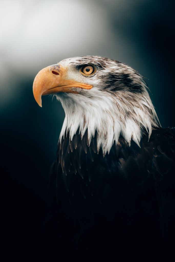 Close-up sea eagle