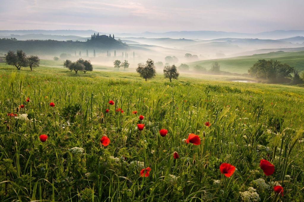 Tuscan spring