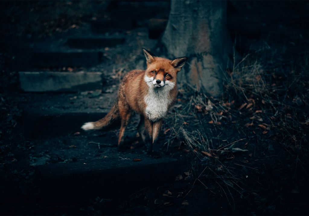 Curious fox