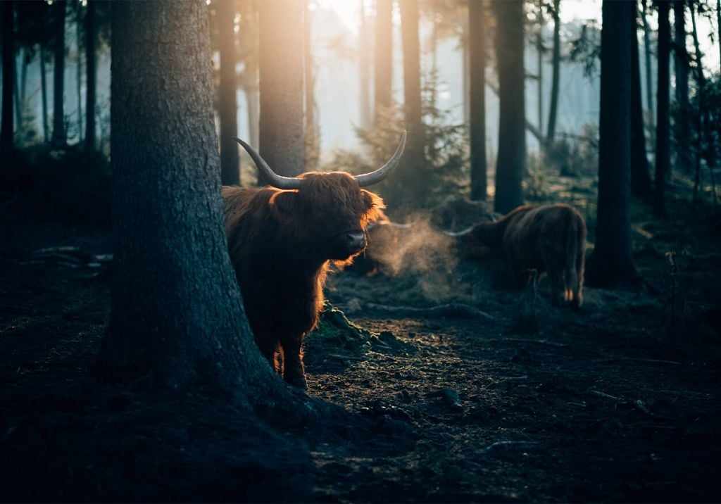 Scottish Highlander in morning light