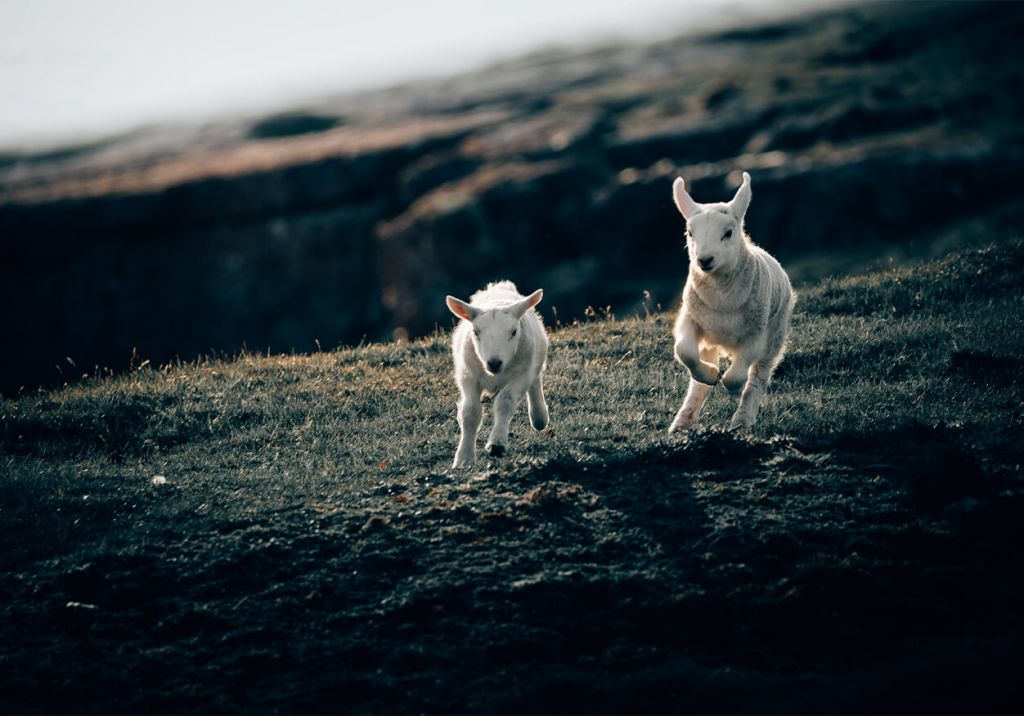 Lambs playing