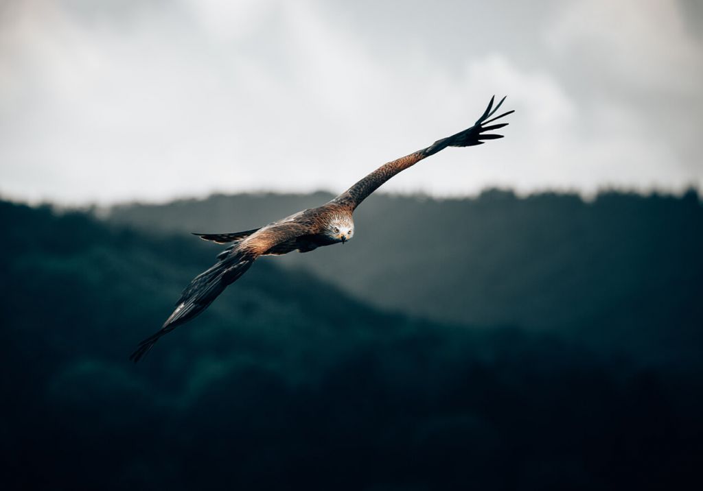 Red kite