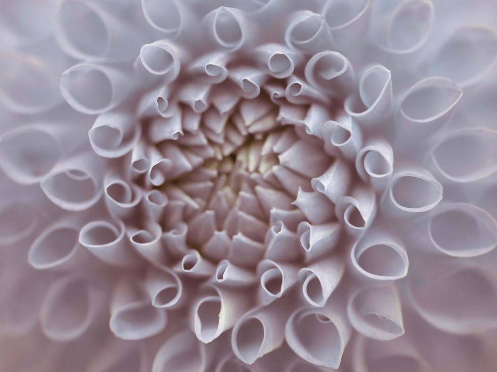 Dahlia close-up