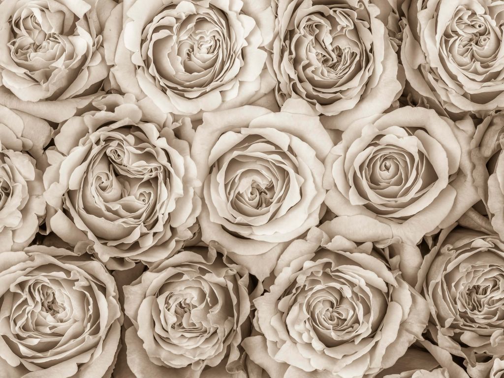 Background of roses