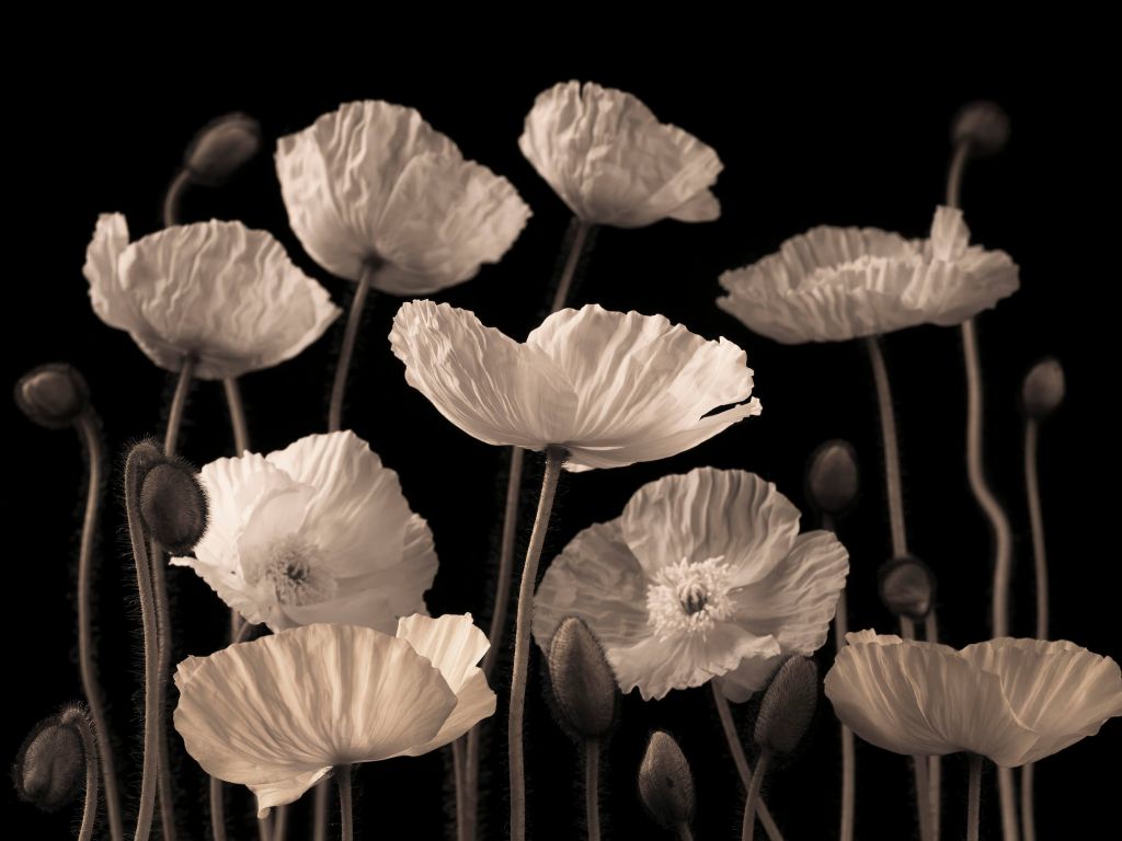 Poppies and buds