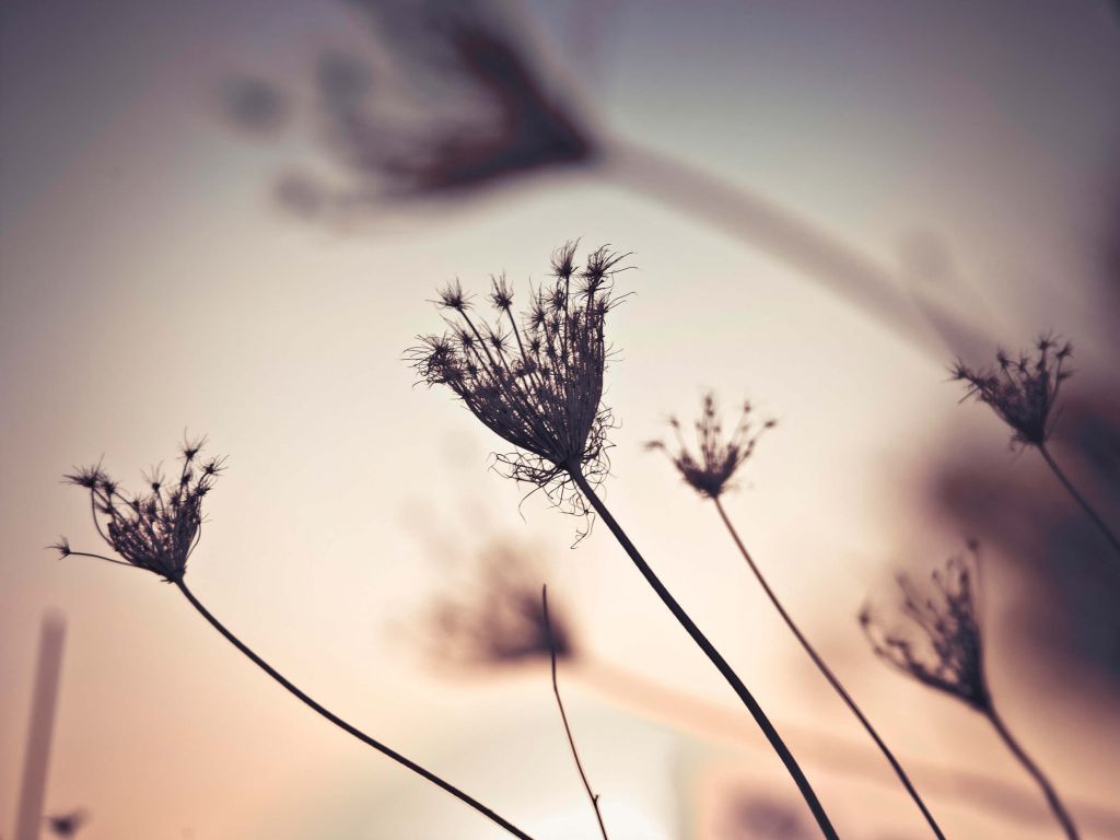 Silhouettes of plants