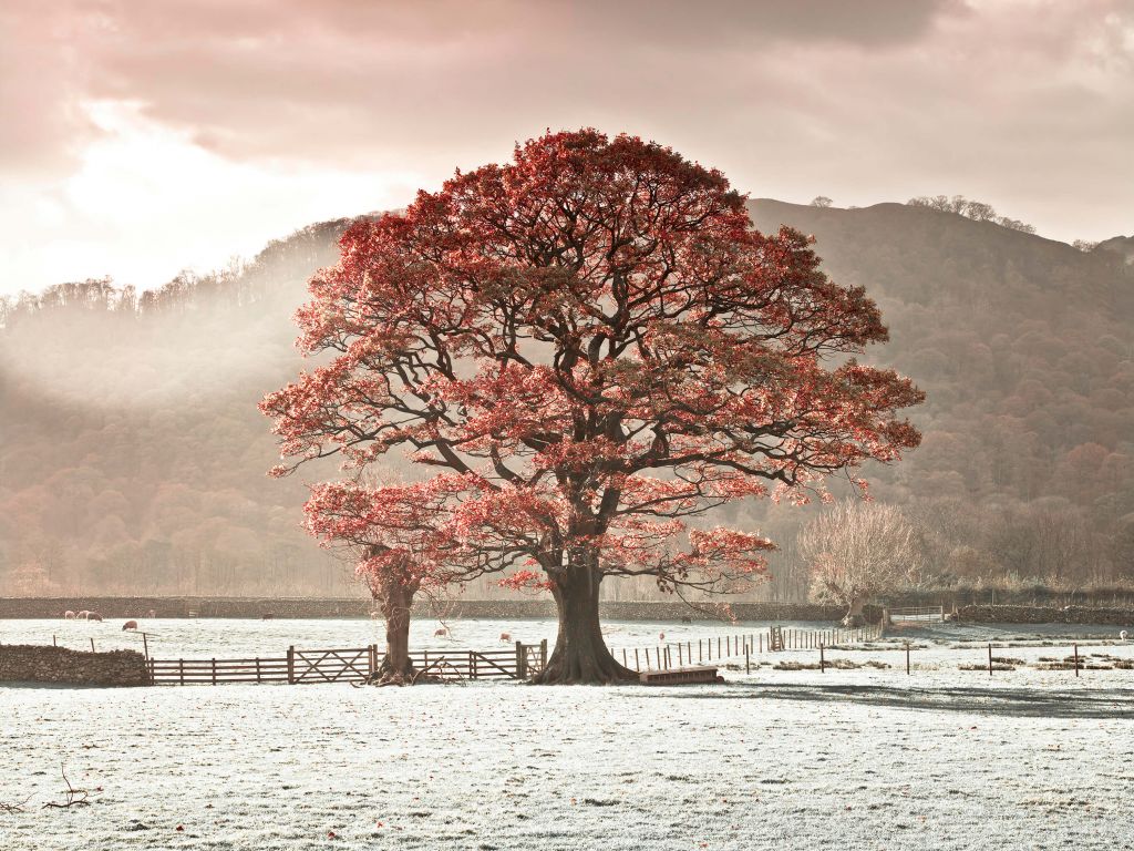 Oak tree