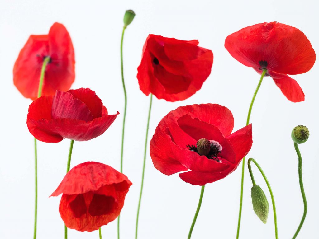 Poppies on white background