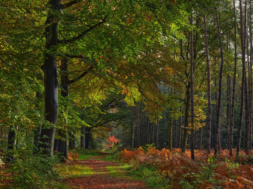 Path with leaves through the forest