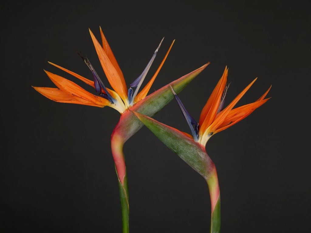 Bird of Paradise flowers