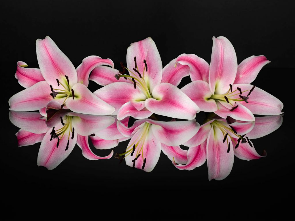 Colourful pink flowers