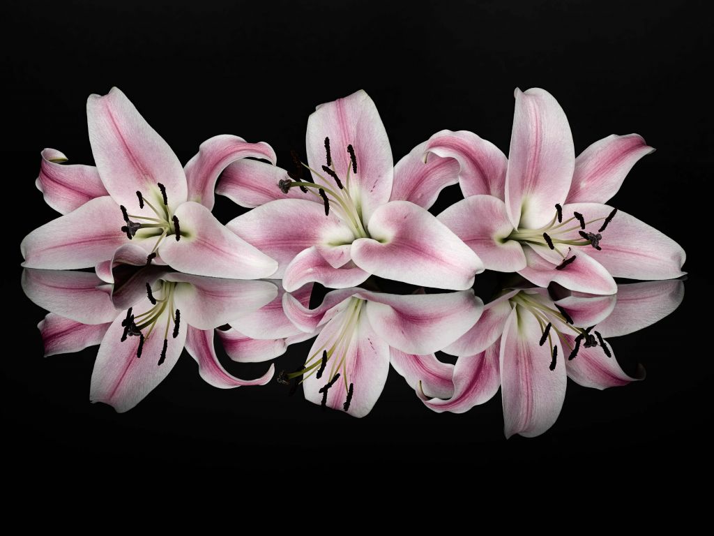 Pink flowers bouquet