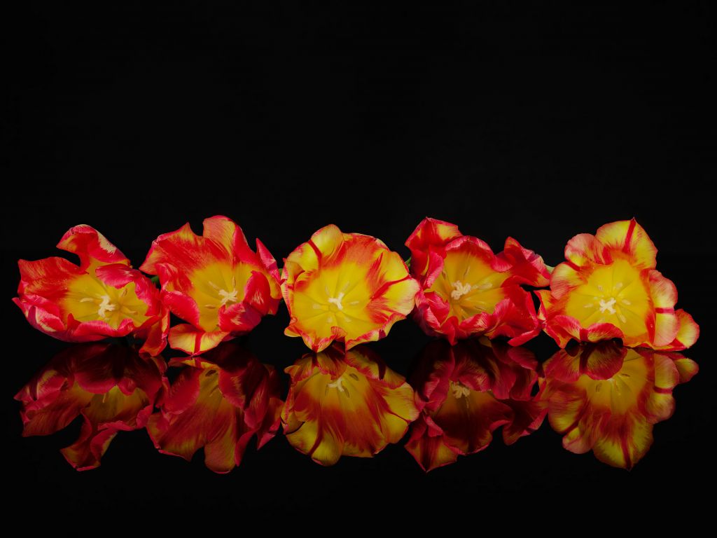Colourful orange flowers