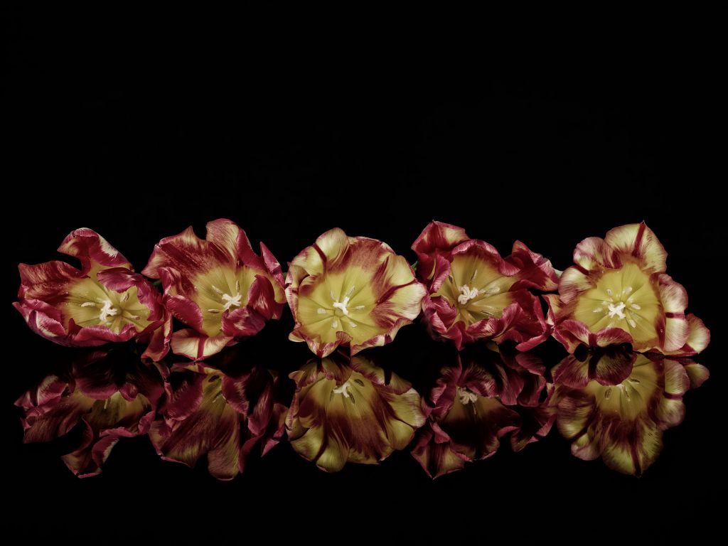 Atmospheric flowers