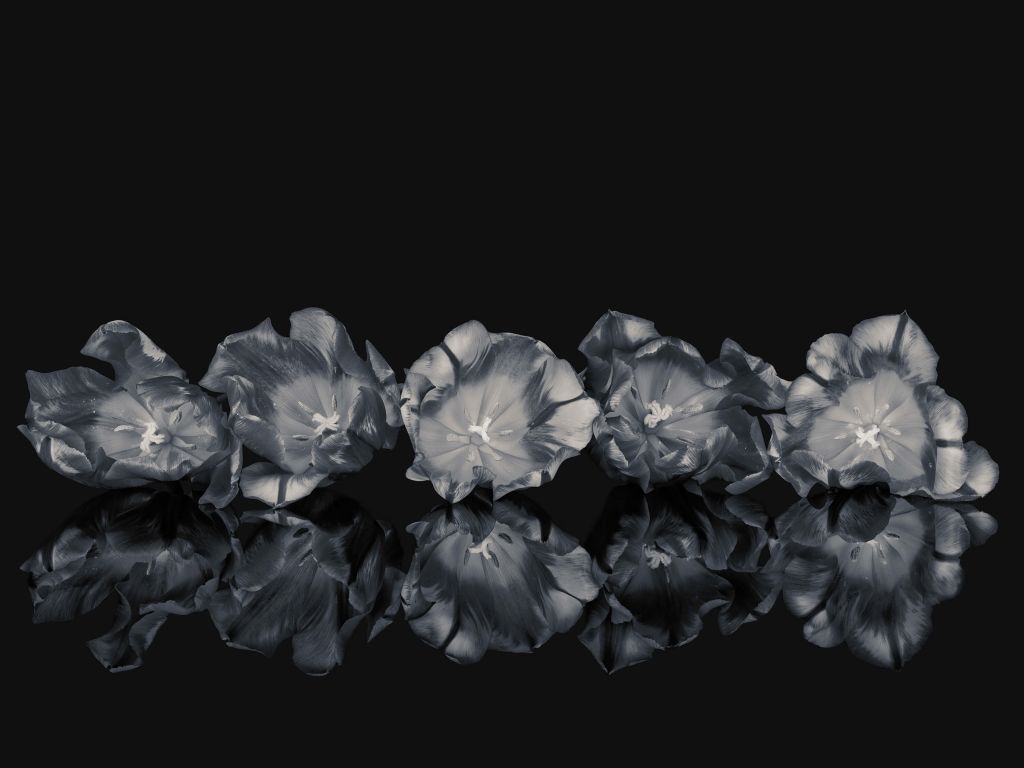 Black and white flowers