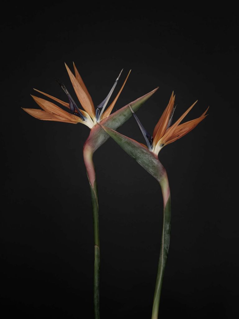 Bird of paradise flowers vintage