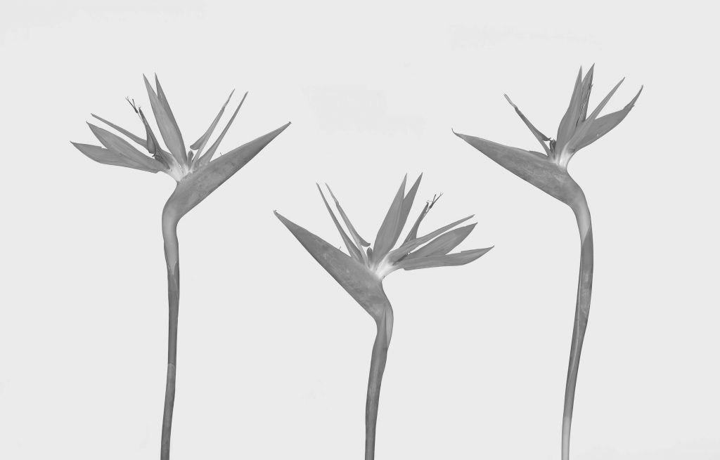 3 birds of paradise flowers