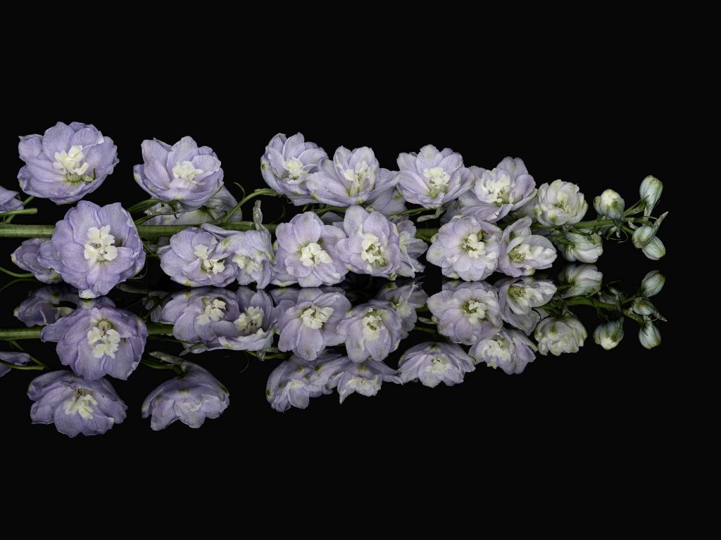 Reflection purple flowers