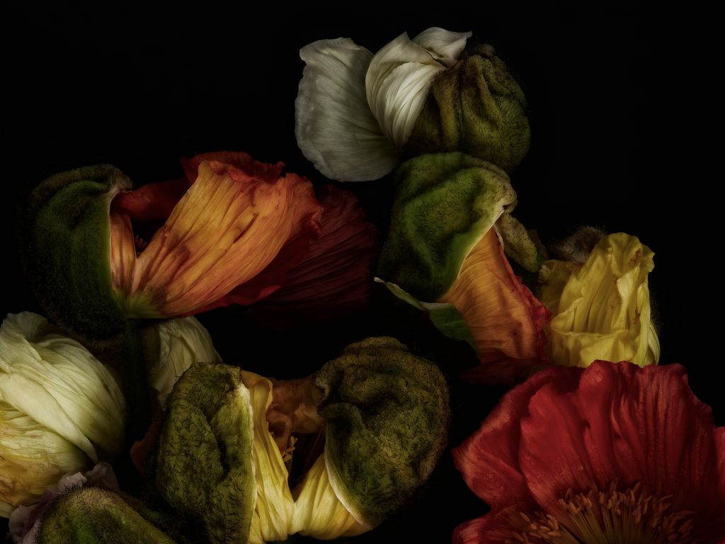 Close-up poppies