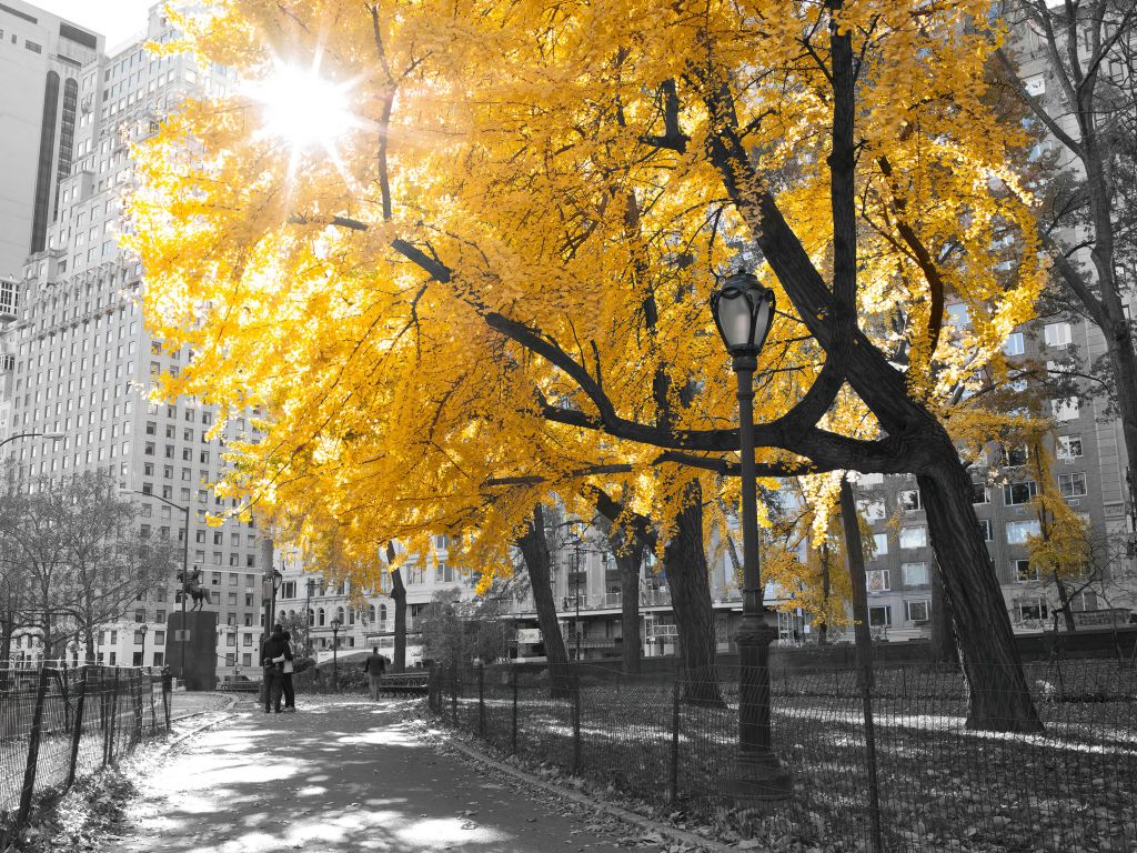 A path through Central Park