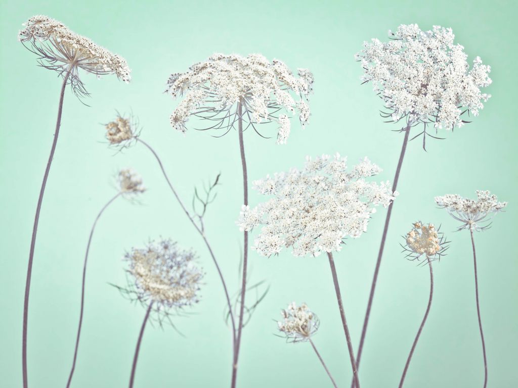 Cow parsley, green