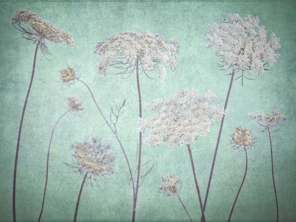 Cow parsley, dark green