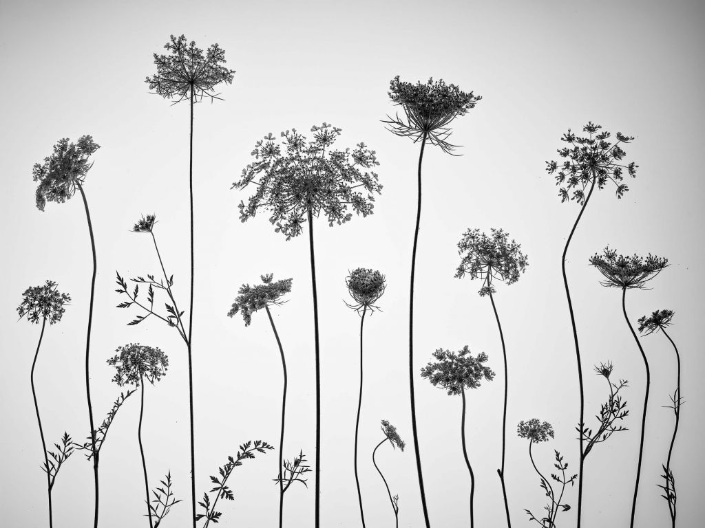 Cow parsley in black and white