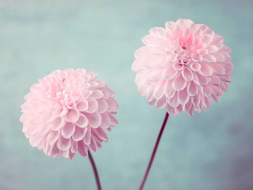 Two Dahlia Flowers