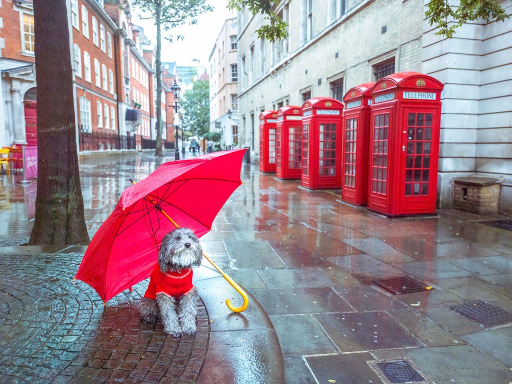 Dog with umbrella