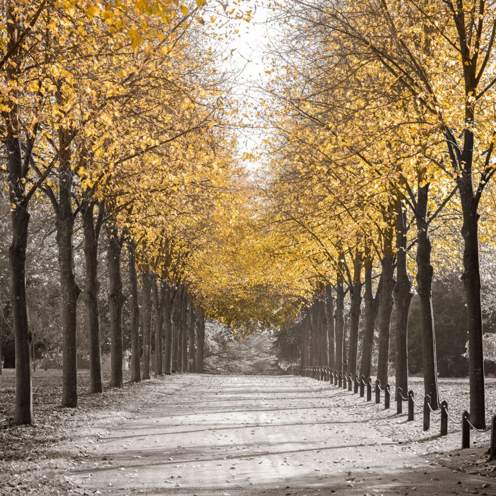 Path through the trees