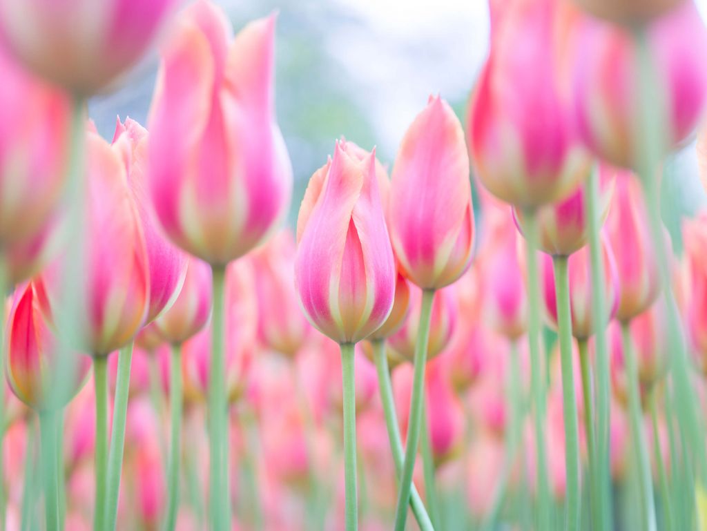 Close-up pink tulips