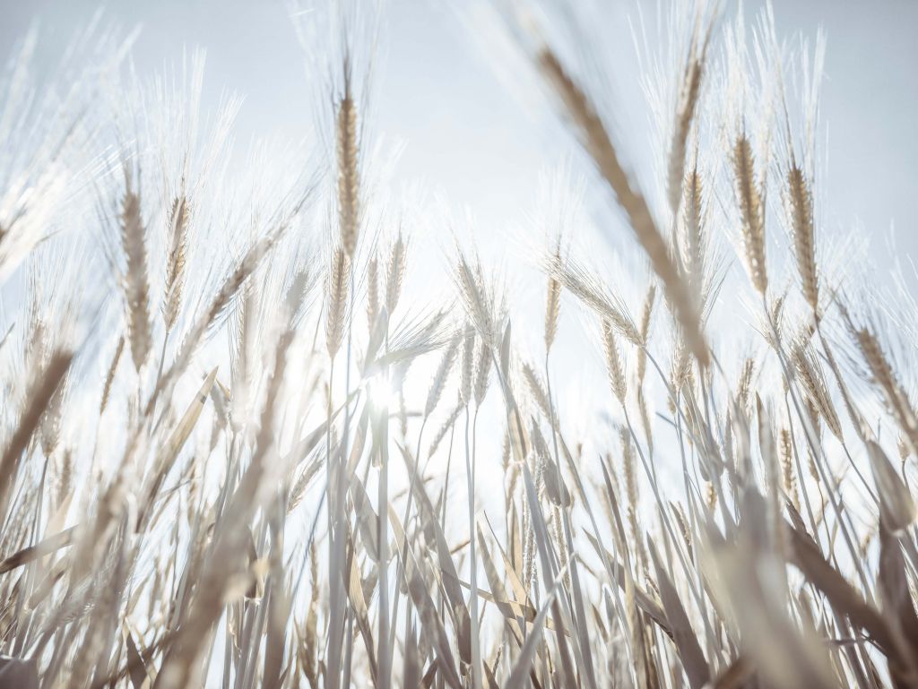 Sunbeams through the grain