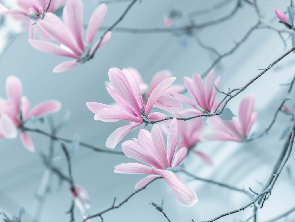 Magnolia flowers