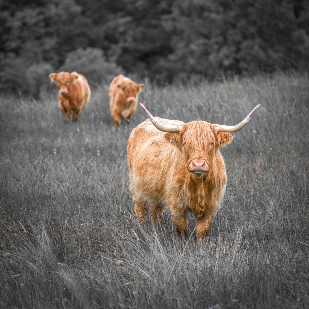 Highlanders near the forest