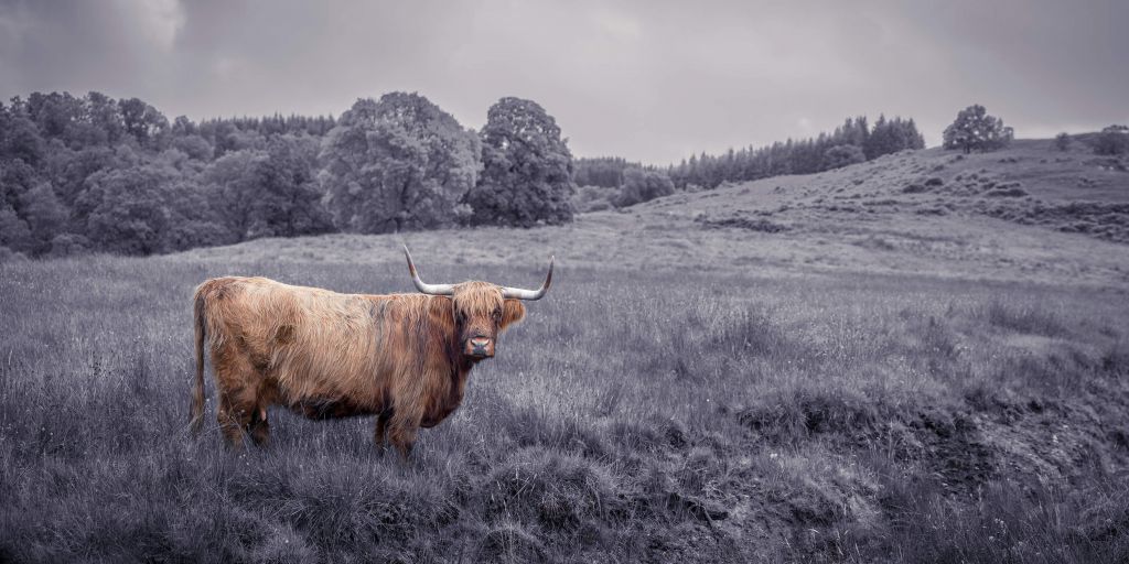 Still highlander