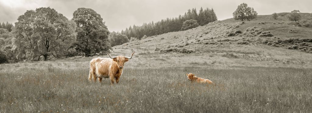 Scottish Highlander with calf