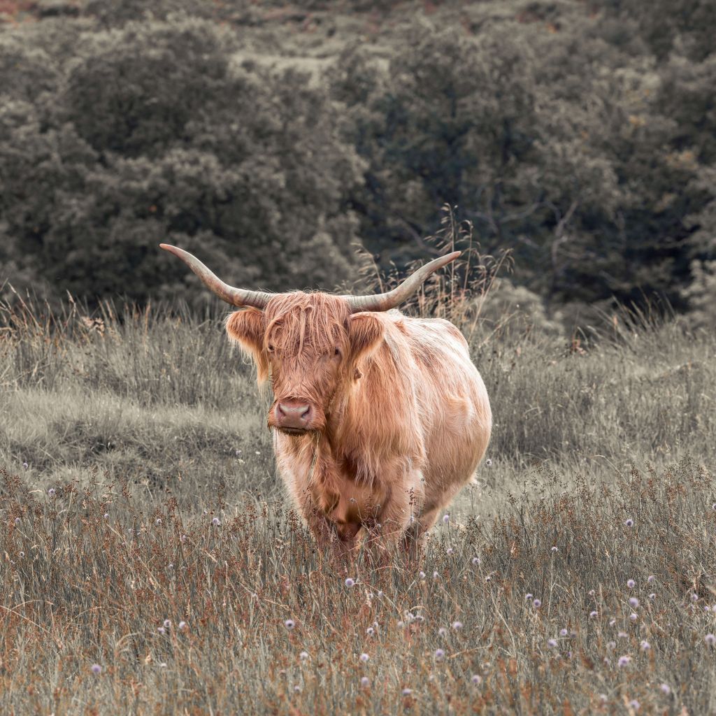 Scottish Highlander in a field