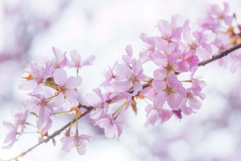 Blossom close-up