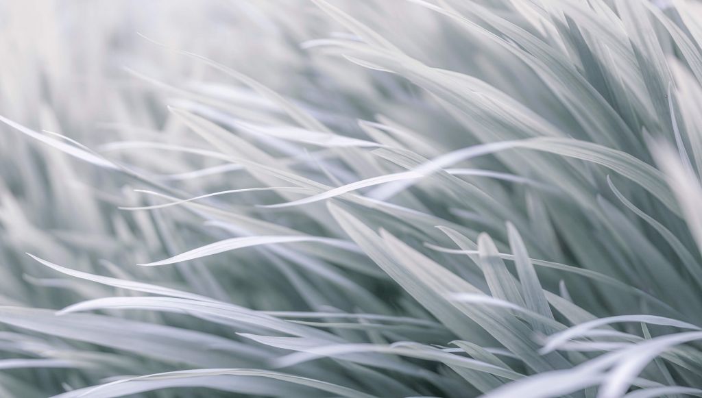 Grass blades close-up