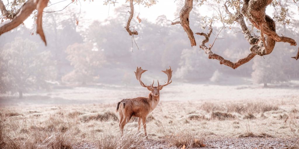 Deer in a field