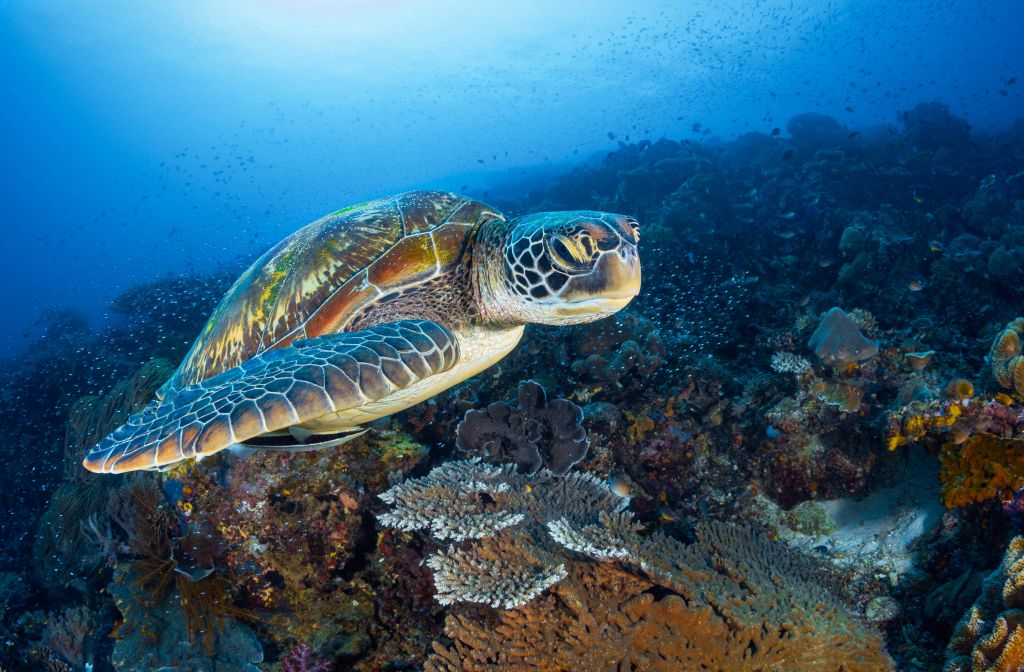 Green sea turtle from Raja Ampat