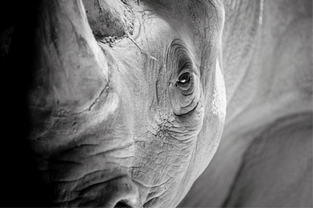 Close-up Rhinoceros