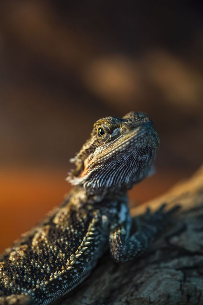 Close-up Chameleon