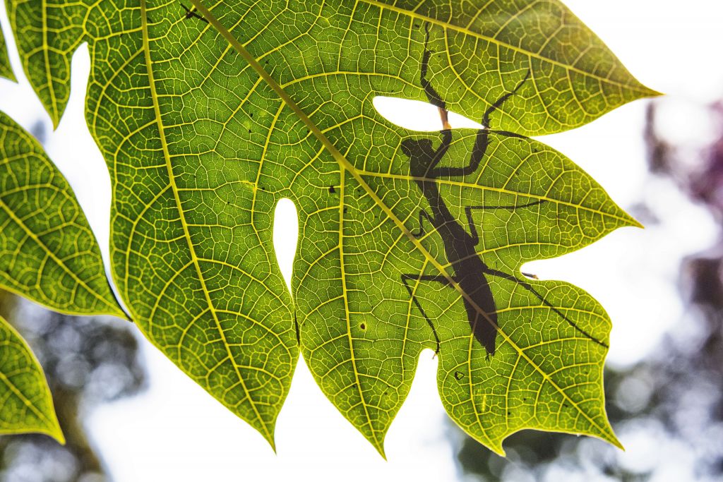 Grasshopper silhouette