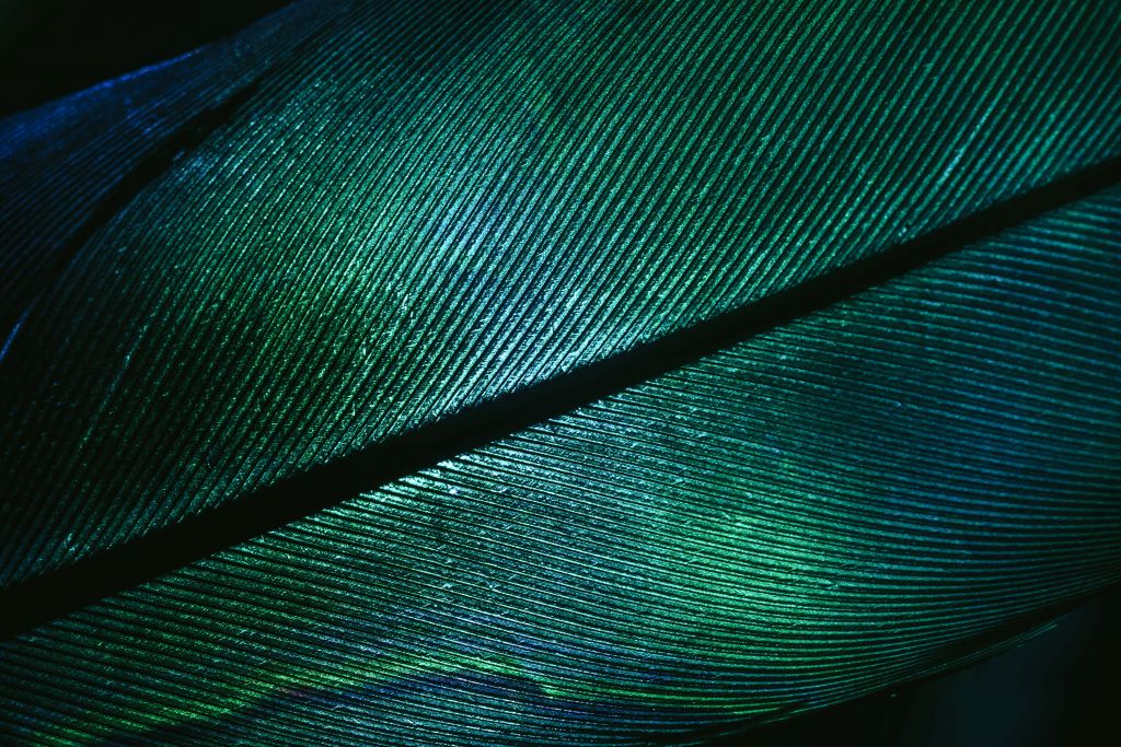 Close-up feather