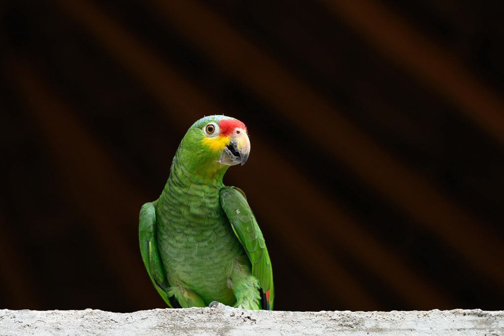 Curious parrot